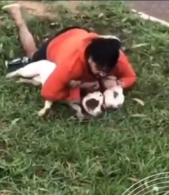**Luchador de Muay Thai se defiende de ataque de pitbulls en Brasil**