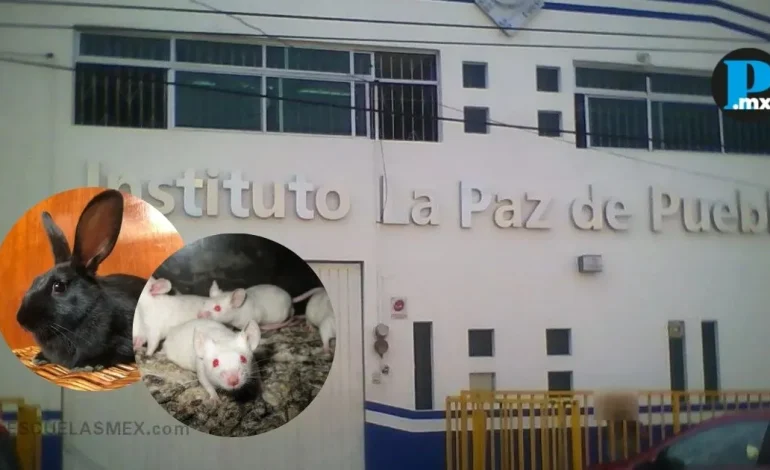 Crueldad animal en escuela de Puebla; alumnos diseccionarían animales vivos: FGE ya investiga