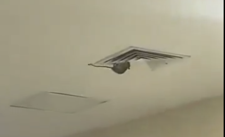 Rata en conductos del IMSS en Ciudad Obregón genera críticas por condiciones sanitarias