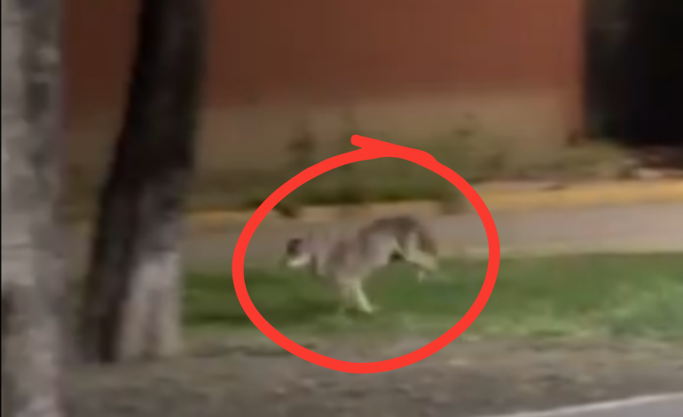 Coyote es avistado en zona urbana de San Nicolás de los Garza, Nuevo León