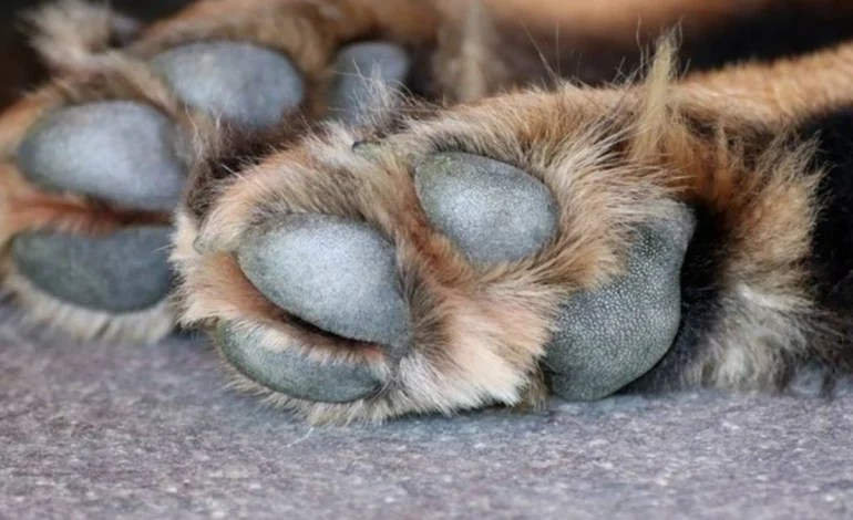 Juez en Salta, Argentina, ordena pensión alimenticia para perrito tras divorcio y reconoce familias multiespecie