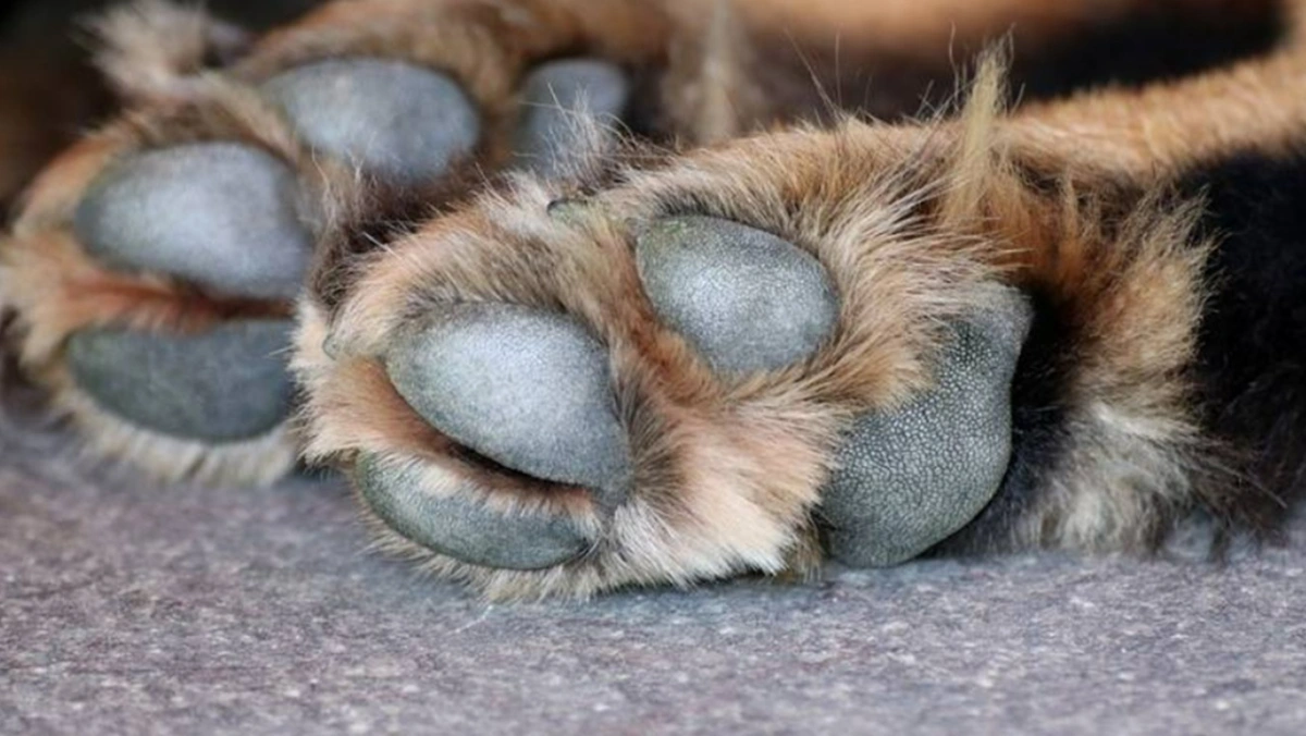 Juez en Salta, Argentina, ordena pensión alimenticia para perrito tras divorcio y reconoce familias multiespecie