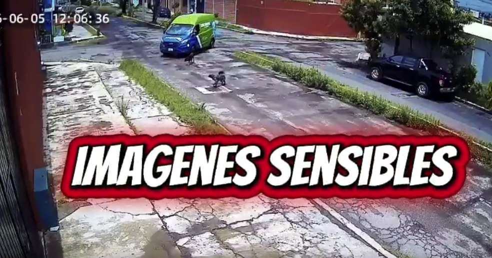 Repartidor de agua Junghanns atropella a un perro en Puebla; activistas exigen respuesta