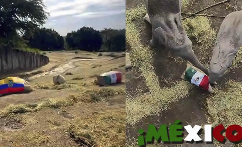 Elefantes de Africam Safari pronostican triunfo de México ante Ecuador en el Mundial 2026