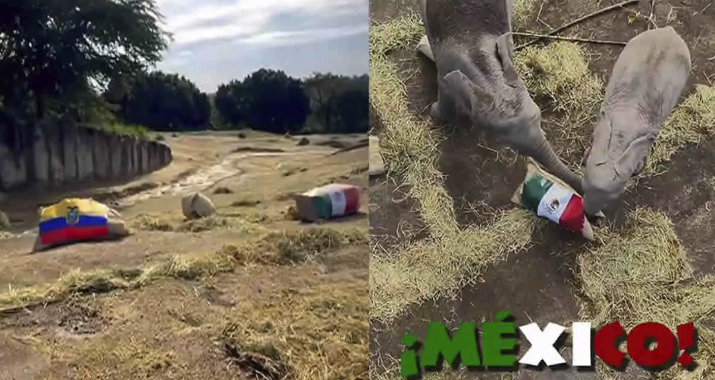 Elefantes de Africam Safari pronostican triunfo de México ante Ecuador en el Mundial 2026