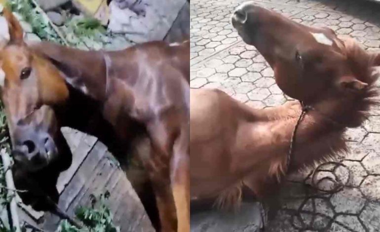 Conductor ebrio atropella a jinete y su caballo en Hueytamalco; animal permanece grave sin atención veterinaria