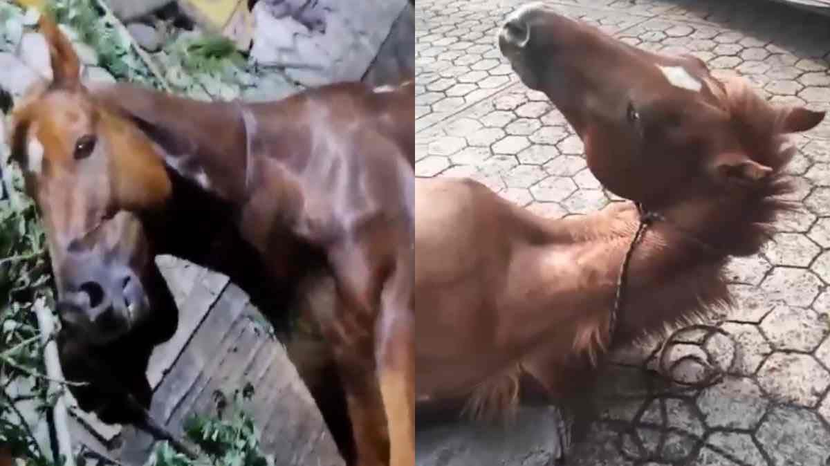 Conductor ebrio atropella a jinete y su caballo en Hueytamalco; animal permanece grave sin atención veterinaria