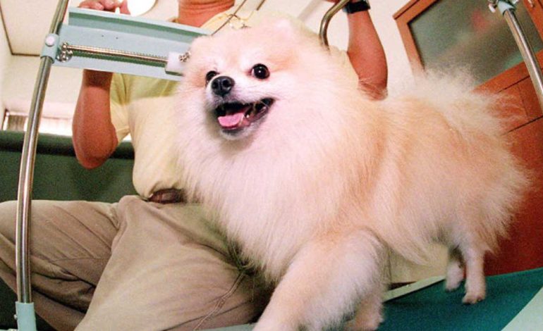 Muere cachorro pomerania en spa para mascotas en la Roma-Condesa; autoridades investigan