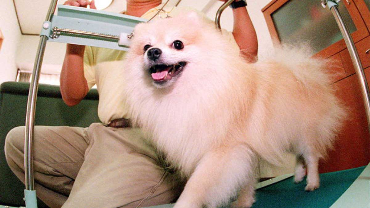 Muere cachorro pomerania en spa para mascotas en la Roma-Condesa; autoridades investigan