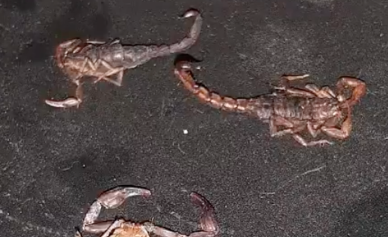 Reportan presencia de alacranes en al menos cuatro colonias de Puebla