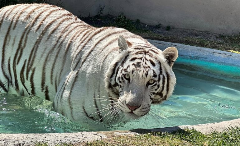 Tigre blanco permanece suelto en Tepetlaoxtoc; Semarnat niega responsabilidad en su resguardo