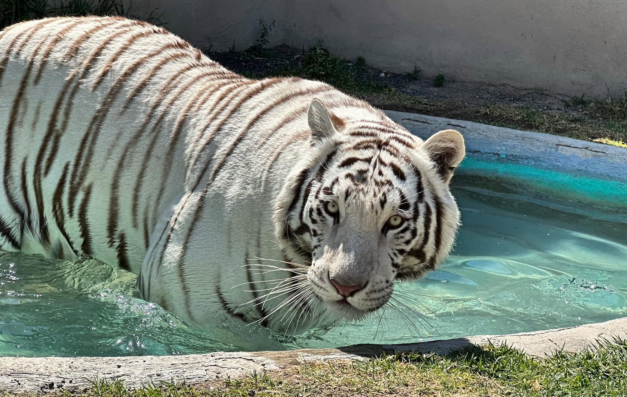 Tigre blanco permanece suelto en Tepetlaoxtoc; Semarnat niega responsabilidad en su resguardo