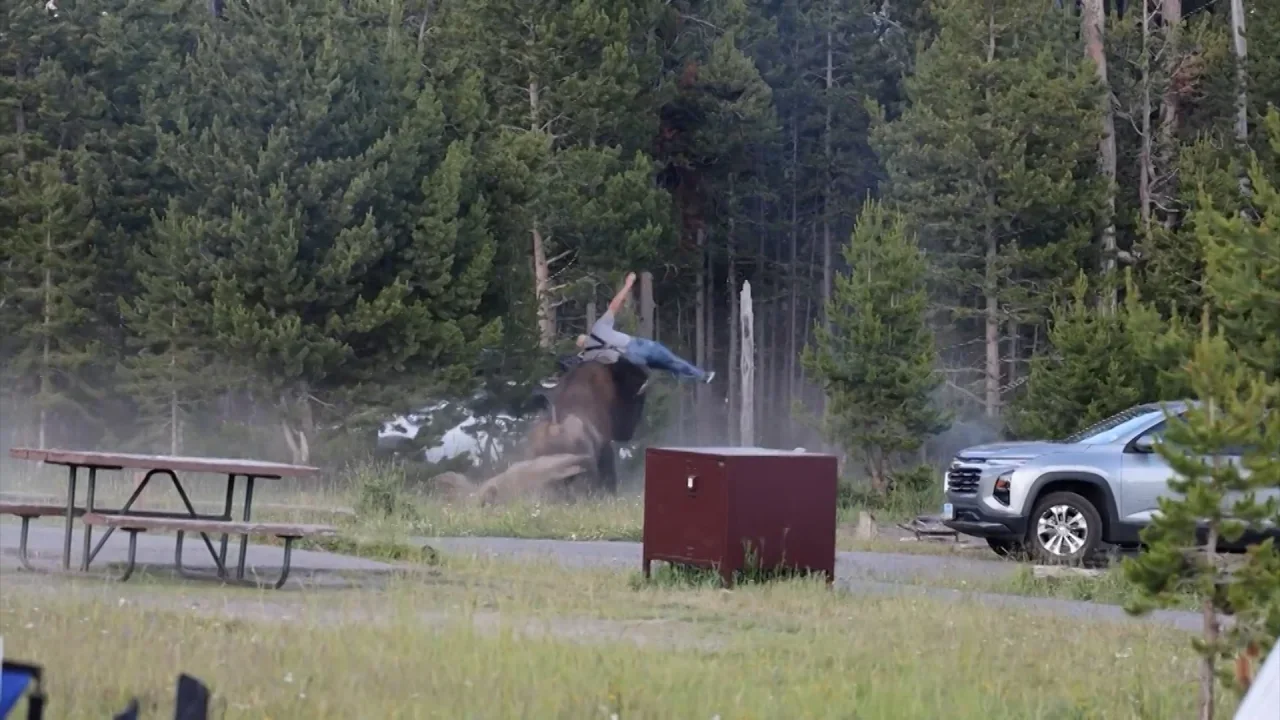 Hombre resulta gravemente herido tras ataque de bisonte en Yellowstone