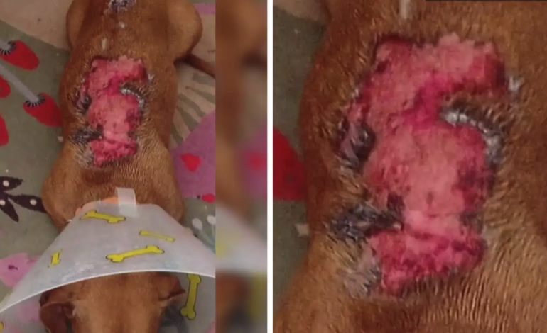 Vecino agrede a perro con agua hirviendo en colonia Villas Periférico, Puebla