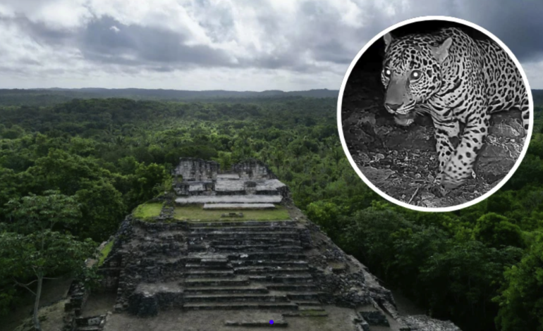 Jaguar es captado en las ruinas arqueológicas de Ichkabal, Quintana Roo
