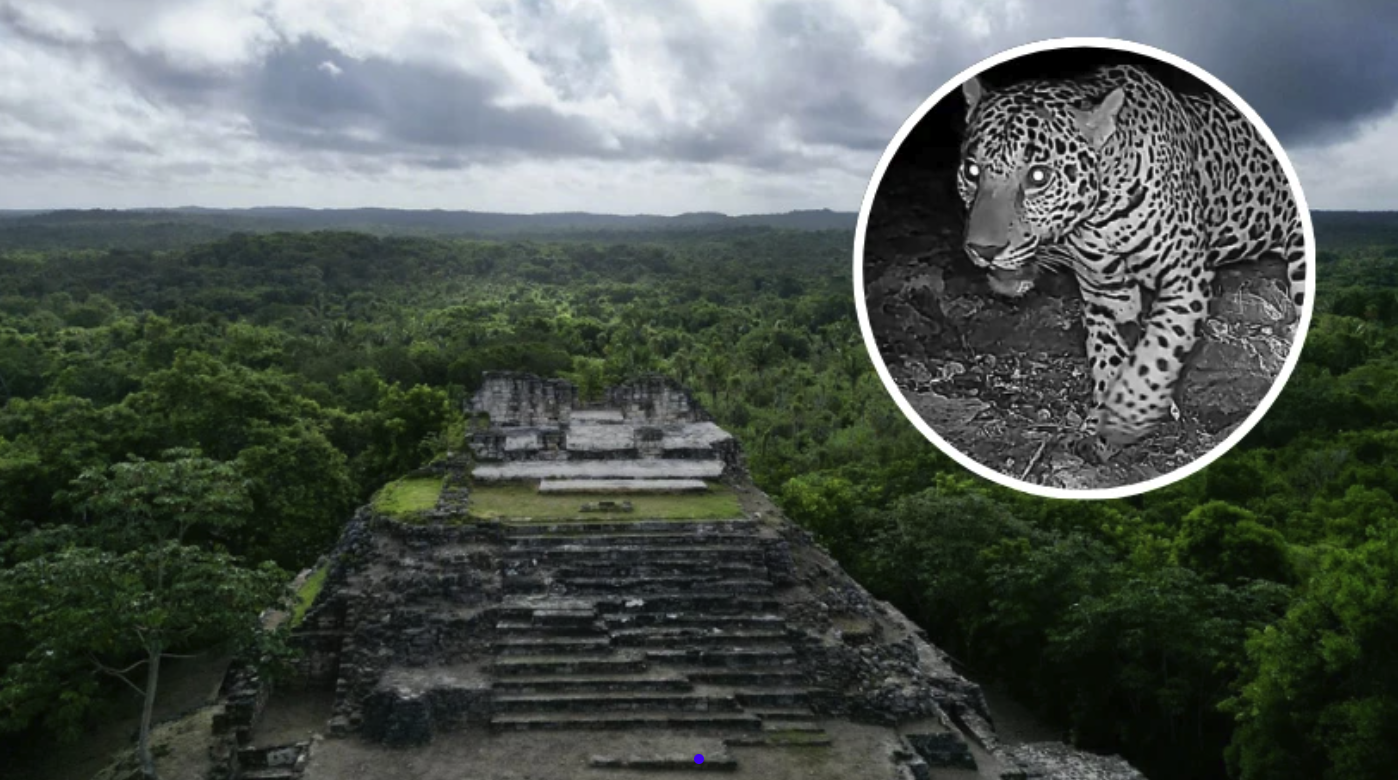 Jaguar es captado en las ruinas arqueológicas de Ichkabal, Quintana Roo