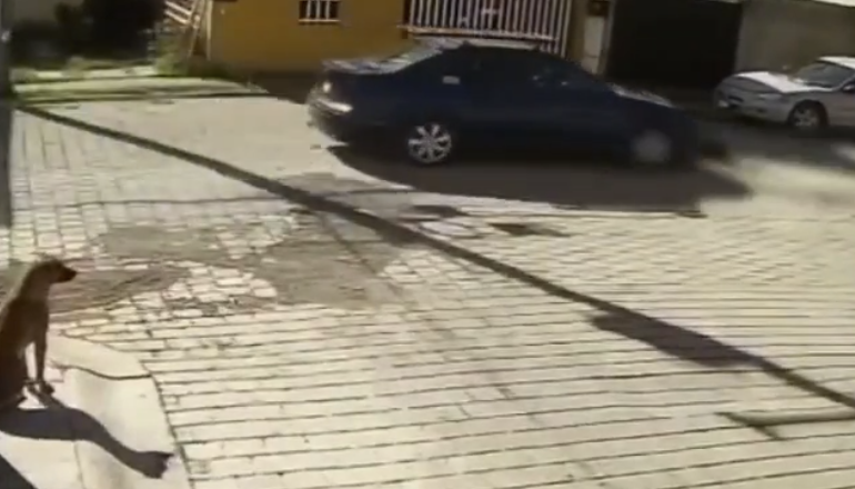 Indignación en Atlixco por atropellamiento de perrita; vecinos buscan al responsable