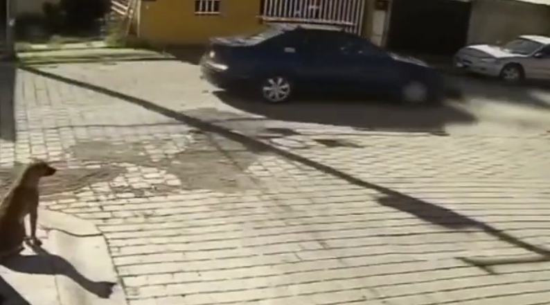 Indignación en Atlixco por atropellamiento de perrita; vecinos buscan al responsable