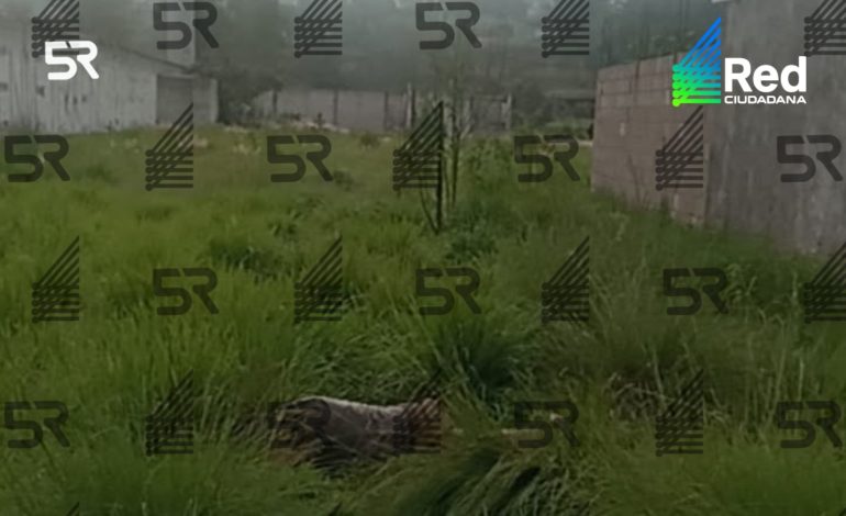 Hallan sin vida a hombre junto a las vías del tren en San Jerónimo Caleras