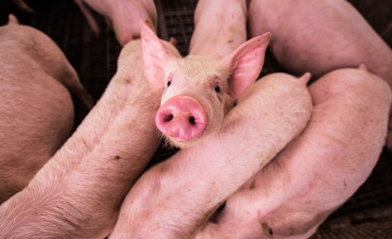 Nace en Argentina el primer cerdo clonado para trasplantes en Latinoamérica