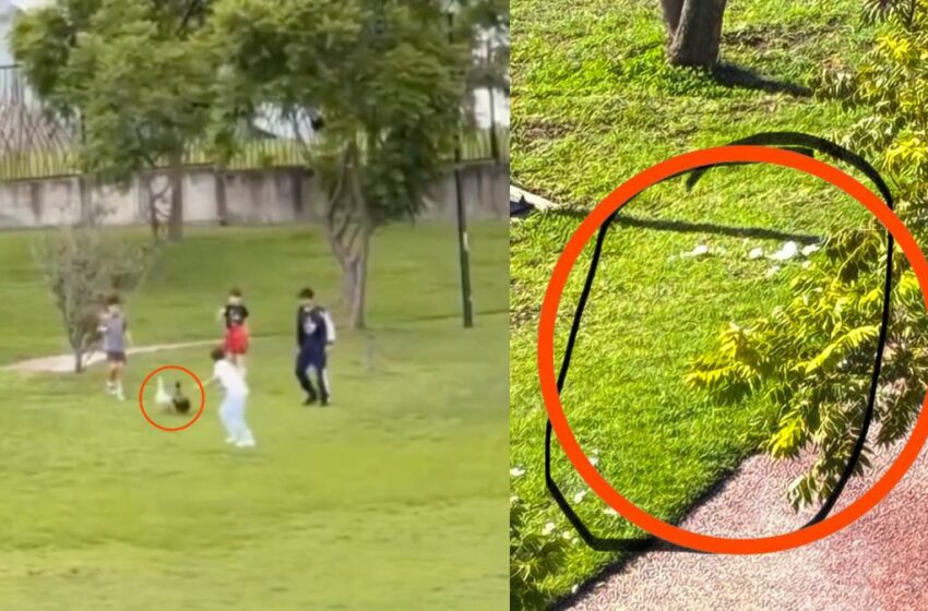 Denuncian agresiones contra los patos del Parque Cascatta en Lomas de Angelópolis