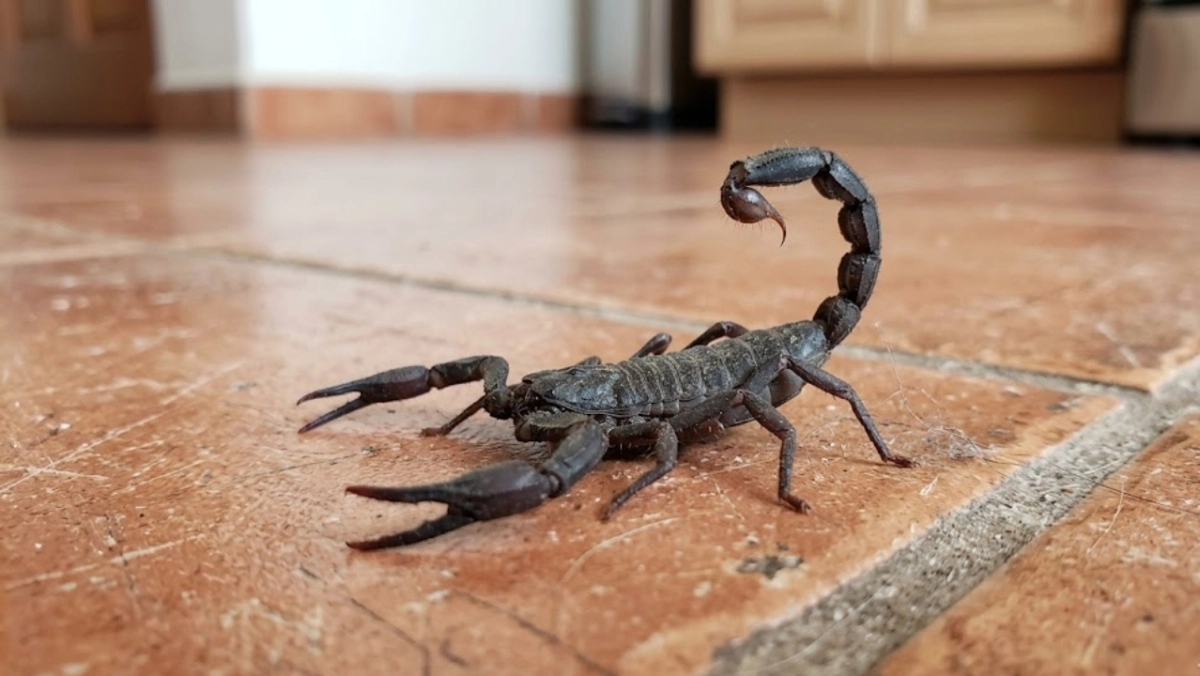 Alacranes generan alarma en varias colonias de Puebla; aumentan reportes ciudadanos