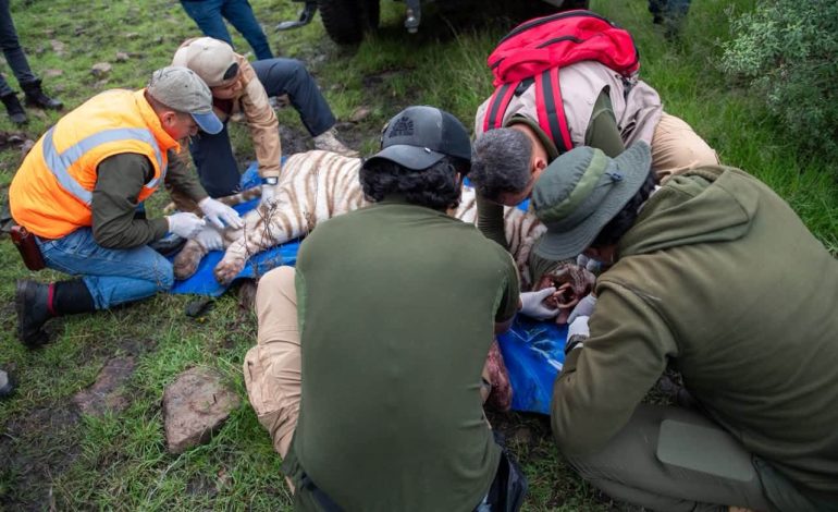 Rescatan al tigre Kenzo tras cinco días de búsqueda en Tepetlaoxtoc